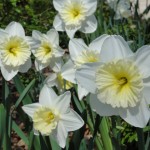 Life in Bloom