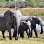 Spiritual Symbolism of Elephants