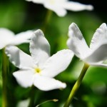 Healing from the Earth