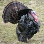 Turkey Day Facts!